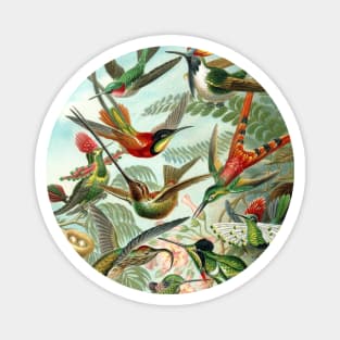 Floral Hummingbirds Magnet